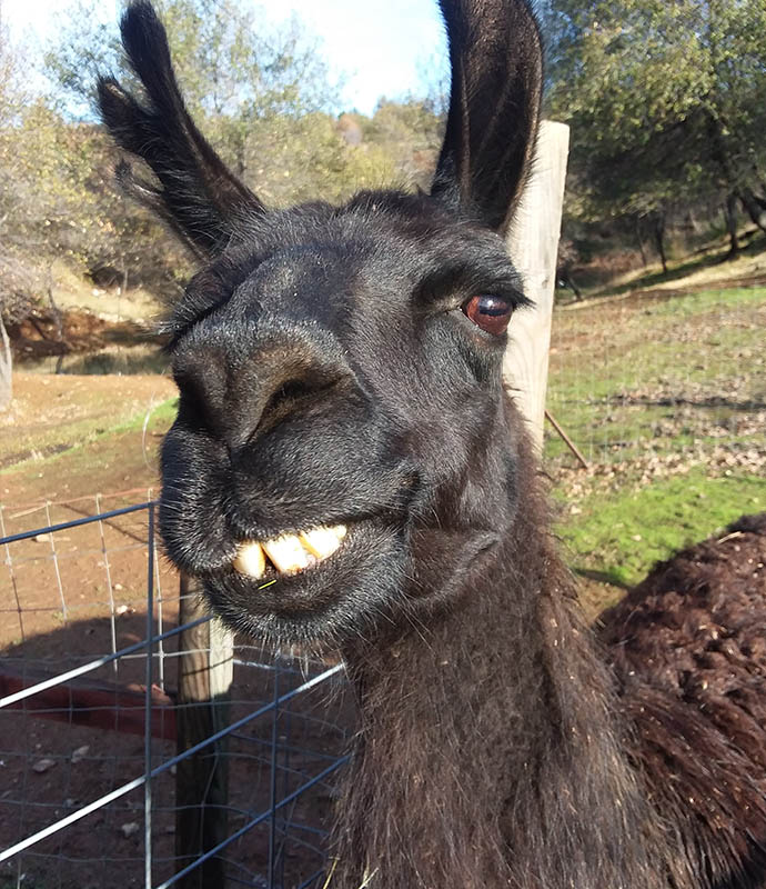 Tater, our property management llama