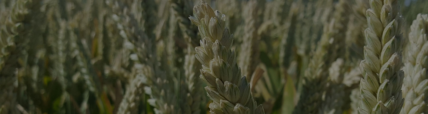 Field of wheat