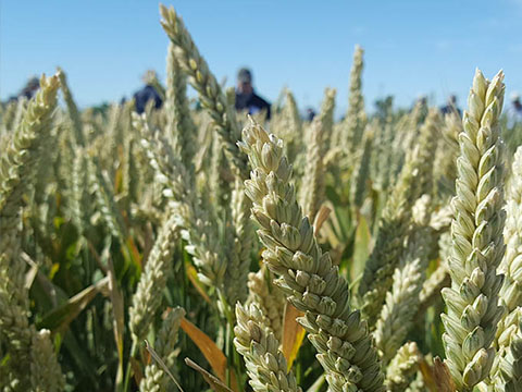 Sonora wheat growing