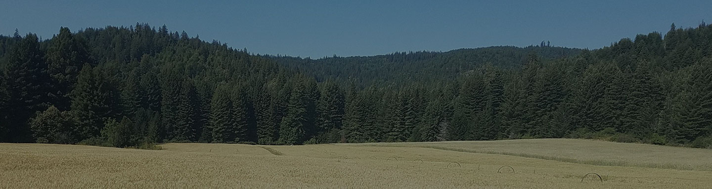 Field of wheat